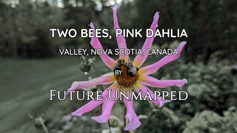 Thin-petaled pink dahlia gets attention from two fuzzy bees - deep in active forage state - while water droplet on dead dahlia awaits its fate.