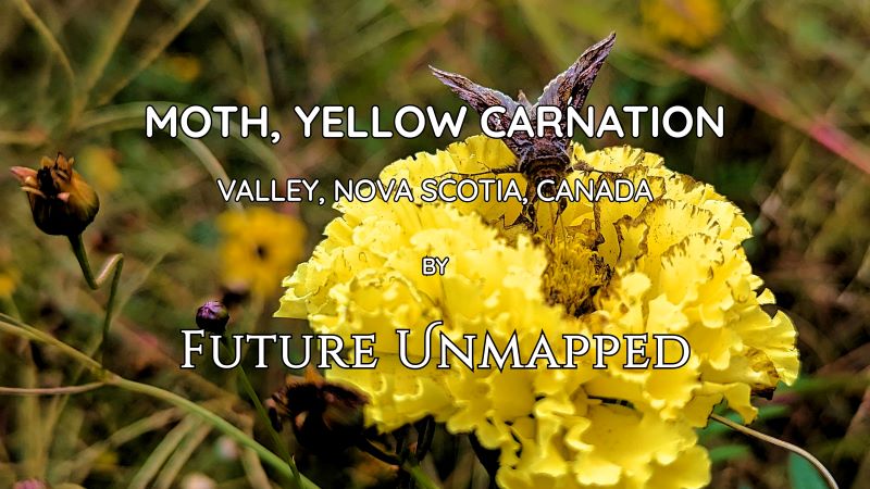 Spread-winged, brown-grey moth - finely poised on ruffled yellow carnation with brown edges - demonstrates flaw-free precision while executing its assignment.