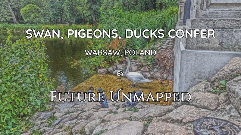 Proud, white swan hosts waterfowl family meeting - in major city park-and-palace complex - with ducks covering corners, and guest pigeons assembled on rocky bank.