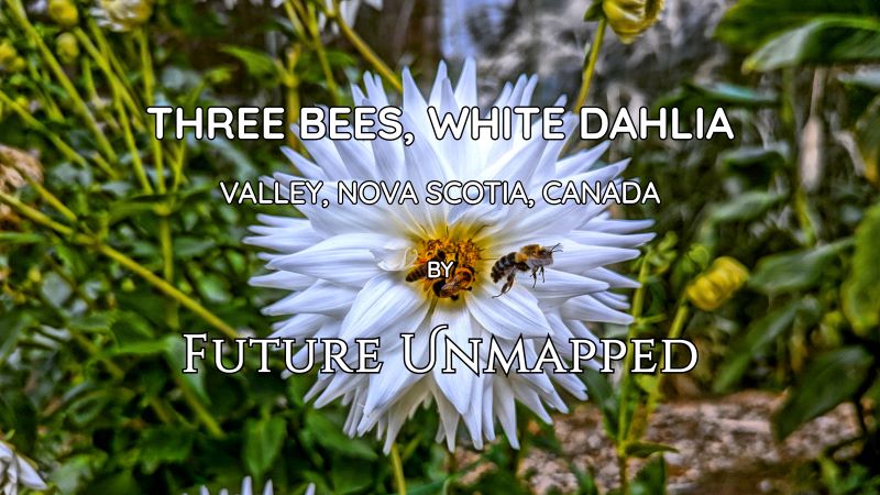 Honey and bumble bees work hard - on striking, full-petaled white dahlia - while third bee zooms by, en route to its next mission.