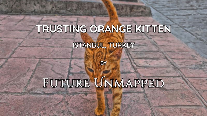 Orange tabby street kitten marches towards new human friends - on red sidewalk of narrow cobbled lane - seeking food and cuddles away from hectic city square.