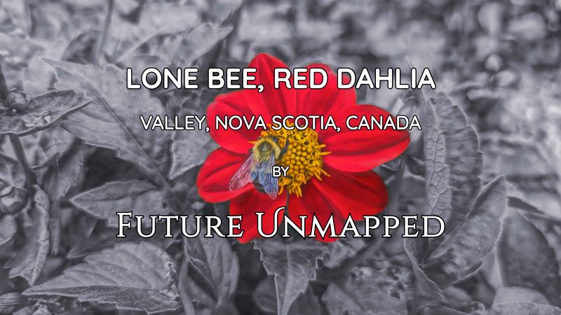 Fluffy bee fully clamped to yellow disc floret of broad-petaled red dahlia - embedded in leafy garden patch - laser focused on getting job done.