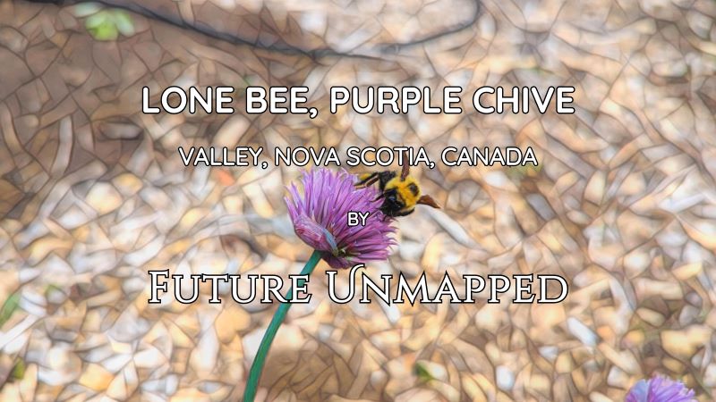 Solitary bee nuzzles down into drooping, nectar-rich wild purple chive - for lengthy pollinating session - surrounded by wood chip mulch.