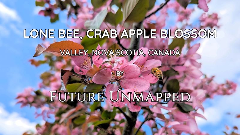 Single bee completes final approach on delicate pink petal of crab apple tree, steadying itself before getting into food-gathering mode.