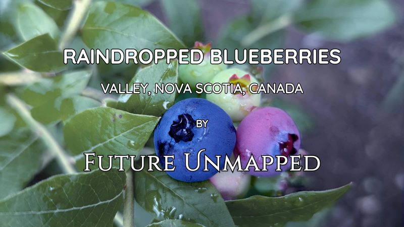 Fresh blueberry cluster - attached to leafy branches - in varying states of ripeness with prominent crowns, covered in water droplets.
