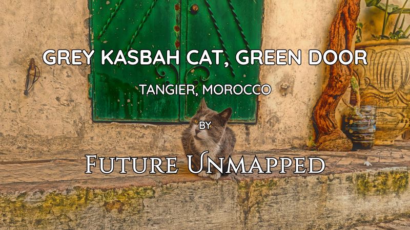 Grey street cat perched on stone sidewalk - near historical citadel museum - assumes protective stance in front of green door from guided tour walkers.