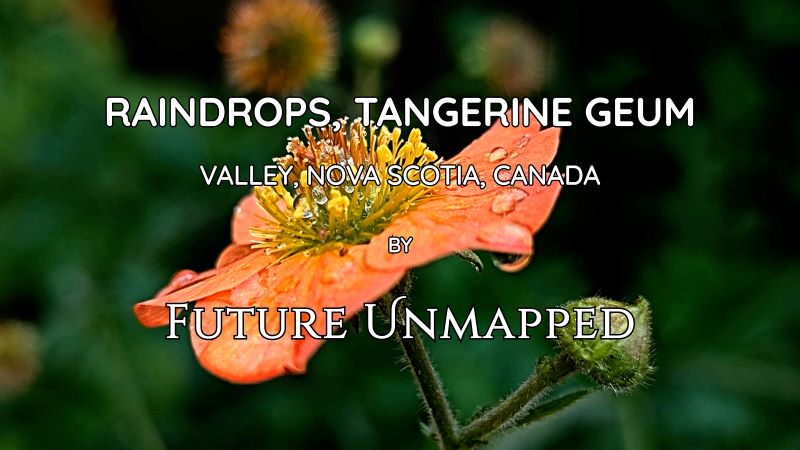 Tiny, wiry-stalked geum - with eye-catching tangerine petals, paired with unopened bud - holds multiple water droplets following heavy rainfall.