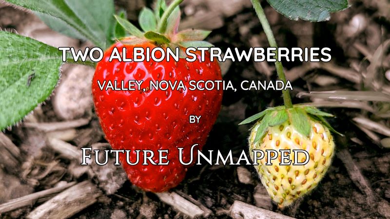 Plump, vivid-red strawberry - with unripened yellow partner, both attached to their parent plant - hangs limply towards damp, wood-chipped garden bed.