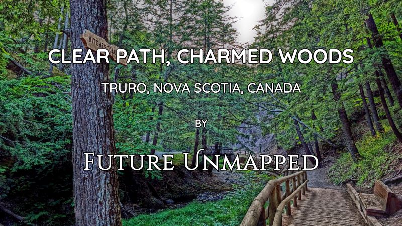 Wooden boardwalk on heavily-forested, well-managed trail - in hurricane-scarred natural woodland urban park - flows alongside shallow stream, beyond small bridge.