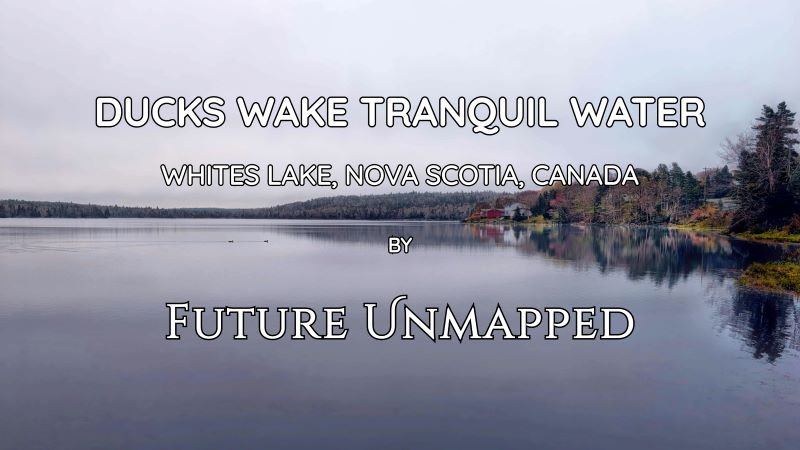 Two ducks glide across wide, still lake - towards shore lined with early-spring trees - next to contrastingly-busy roadway designed for scenic coastal drives.
